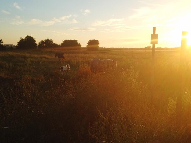 Foto tiere in der ländlichen landschaft