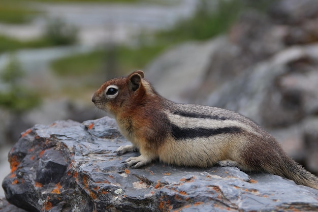 Tiere in Kanada