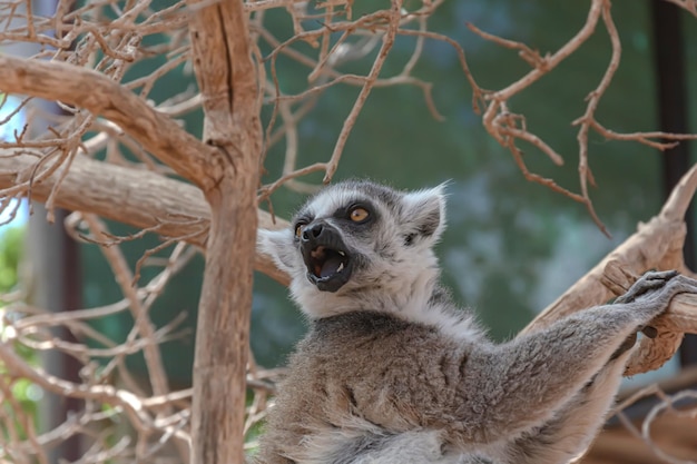 Tiere Lemur sitzt auf einem Ast eines trockenen Baumes Nahaufnahme verschwommener Hintergrund