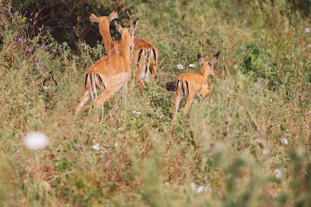 Foto tierfamilie in kwa kuchinia
