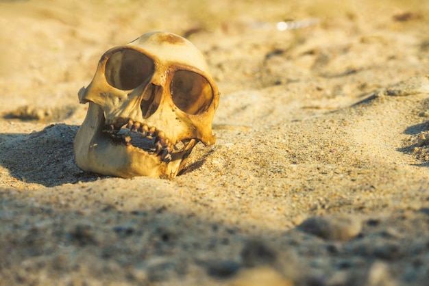 Foto tierischer affenschädel in einer sandwüste