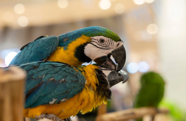 Tierischer Ara-Papagei auf einem Baumstamm stockbild