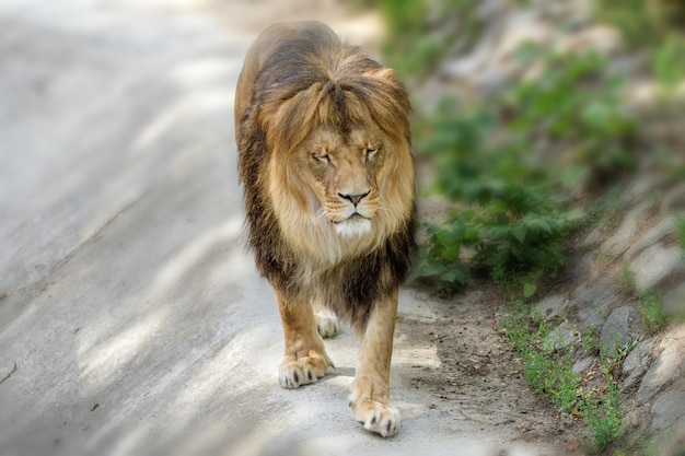 Tierischer erwachsener Löwe geht im Zoo spazieren