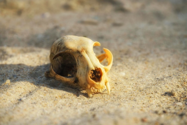 Tierischer Katzenschädel in einer Sandwüste