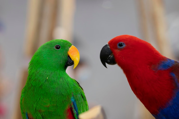 Tierischer roter und grüner Papagei