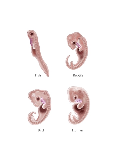 Foto tierischer und menschlicher embryo