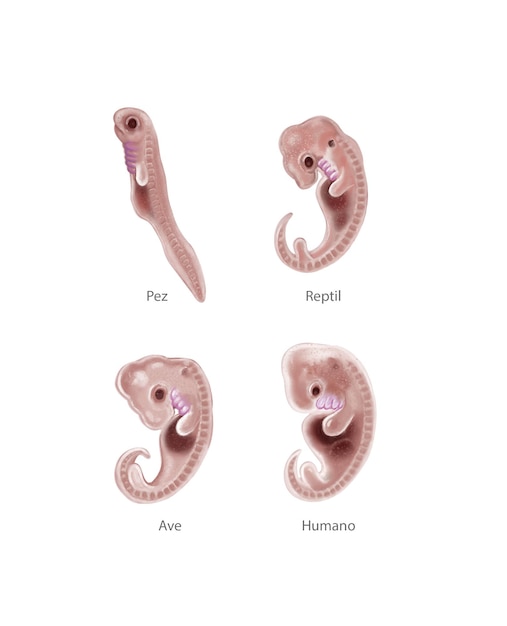 Foto tierischer und menschlicher embryo