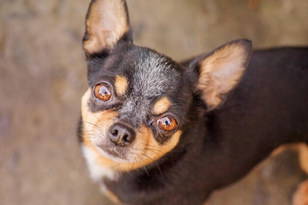 Tierisches Haustier Ein erwachsener Hund sieht in den Rahmen Hunderasse Chihuahua tricolor Portrait