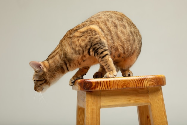 Tierkatzenhaustierkonzept Serengeti-Katze auf einer grauen Wand