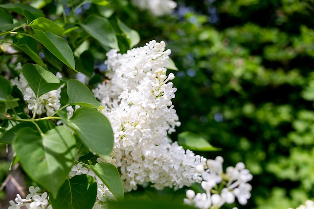 Tierna y delicada lila blanca Syringa vulgaris flores dobles de cerca Ramas con flores blancas en el parque La lila blanca florece maravillosamente en primavera