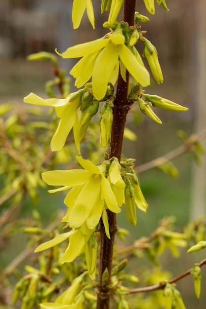Tierna ramita amarilla de primer plano de forsythia en flor