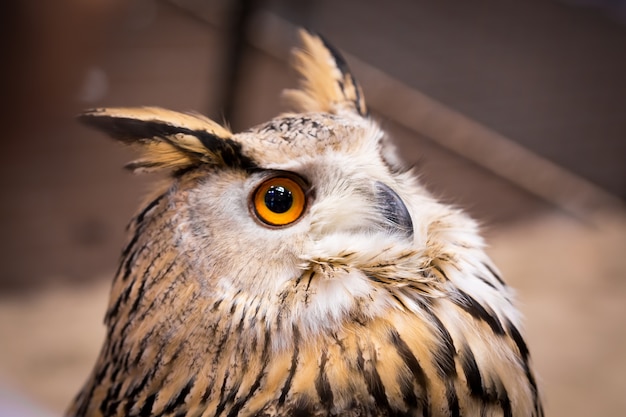 Tiernahaufnahme-Showgesichtsvogel-Uhu