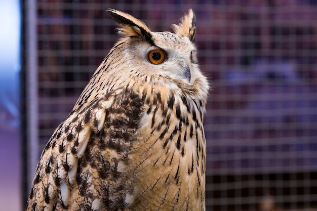 Tiernahaufnahme-showgesichtsvogel-uhu