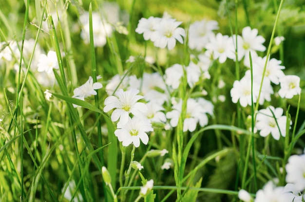 Tiernas flores blancas de primavera Cerastivum arvense creciendo en el prado Fondo floral natural estacional