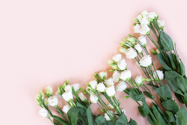 Tiernas flores de Eustoma blancas sobre fondo rosa.