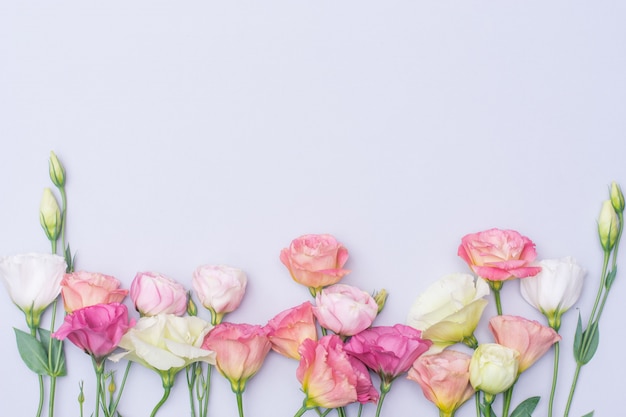 Tiernas flores de eustoma blanco y rosa sobre fondo gris, plano