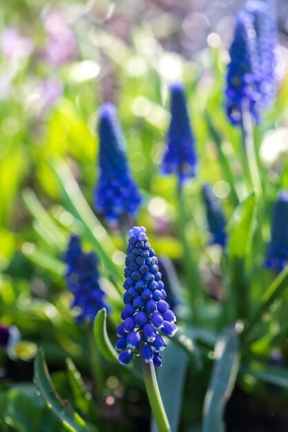 Tiernas flores de muscari azul en el jardín de primavera. Flores azules. Muscari neglectum. Jacinto de uva.