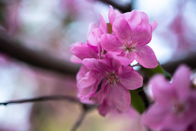 Tiernas flores rosadas en la ramita, la primavera ha llegado