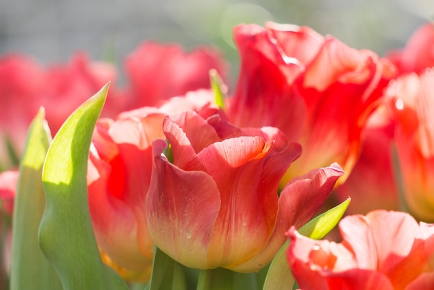 Tiernas flores de tulipán rojo