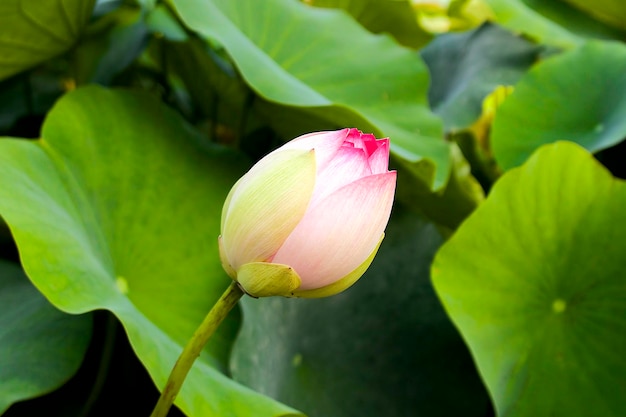 tierno capullo de loto rosa con grandes hojas verdes en el estanque