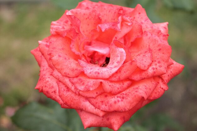 Un tierno capullo de rosa abre sus pétalos hacia el sol