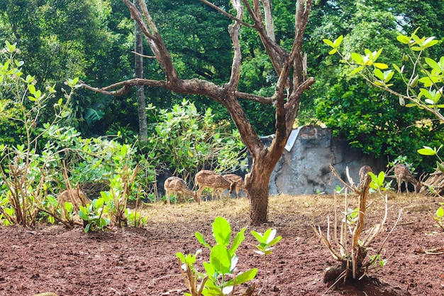 Tierpark mit gefleckten Hirschen