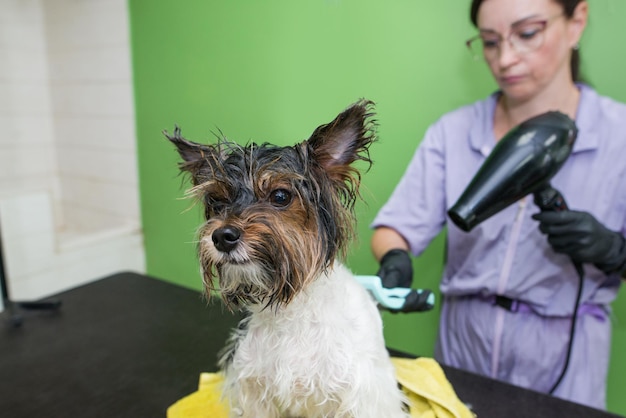 Tierpflege Pflege Trocknung und Styling Hunde Kämmen der Haare Der Master-Groomer trocknet die Haare mit einem Haartrockner und kümmert sich um den Hund