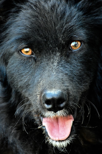 Tierporträt eines schwarzen Hundes