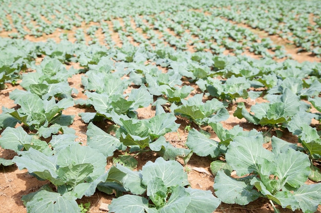 Tierra agrícola plantada con repollo