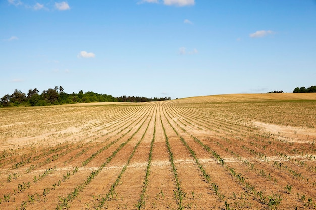 Tierra agrietada en el campo