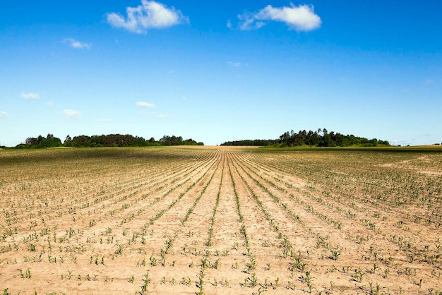 Tierra agrietada en el campo