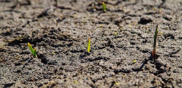 Tierra agrietada y quemada después de la sequía