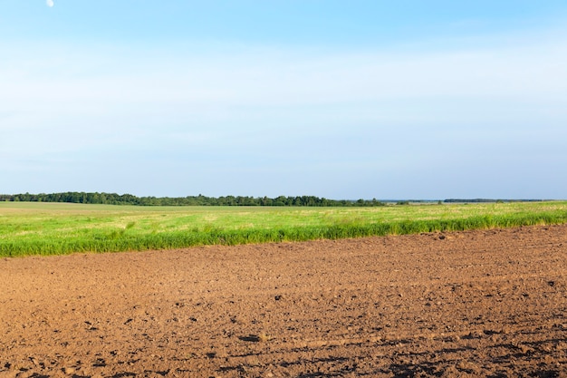 Foto tierra arada cerca de un prado donde se cultiva hierba verde. paisaje de primavera. cielo azul de fondo