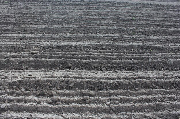 tierra arada lista para plantar patatas en el pueblo en primavera