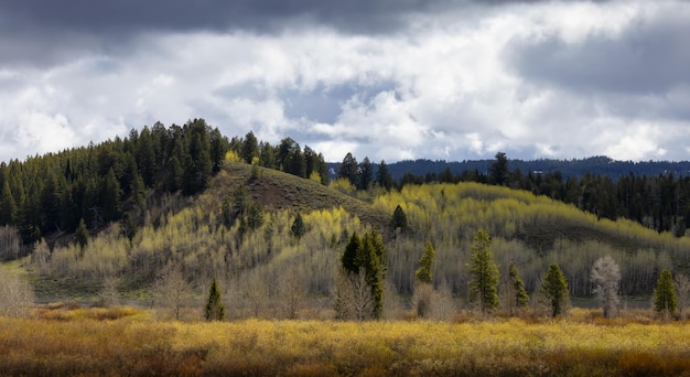 Tierra de árboles y montañas en el Parque Nacional Grand Teton del paisaje americano