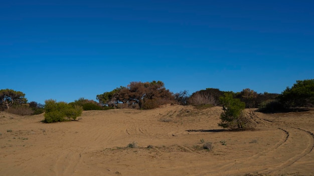 Tierra de arena, árboles y fondo del cielo.