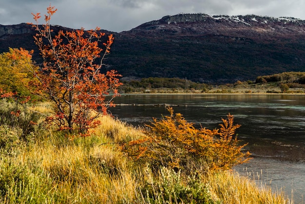 Tierra del Fuego-Nationalpark Patagonien Argentinien