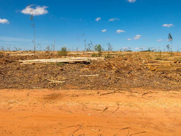 Tierra devastada en plantaciones de eucalipto en Brasil