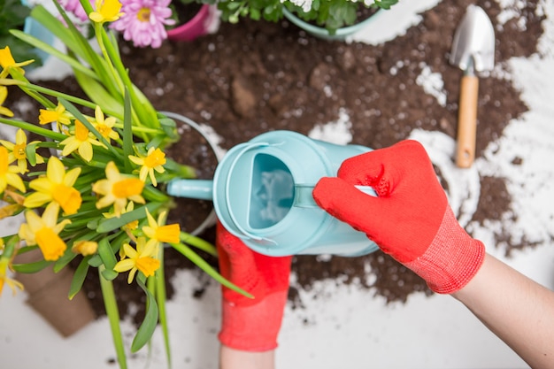 tierra, regadera, manos humanas en guantes de goma roja regando flores