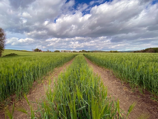 Tierras agrícolas con cultivo de cebada Yorkshire Reino Unido