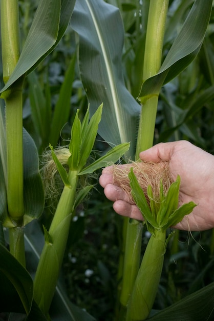 Tierras agrícolas de granja de maíz verde Tallos de maíz cerca de campos cultivados Fondo de pantalla Paisaje minimalista La belleza de la tierra La mano del agricultor sostiene la mazorca de maíz