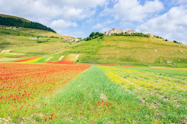 Tierras altas de Castelluccio di Norcia, Italia, florecientes campos cultivados, turística famosa y colorida llanura floreciente en los Apeninos. Agricultura de cultivos de lentejas y amapolas rojas.