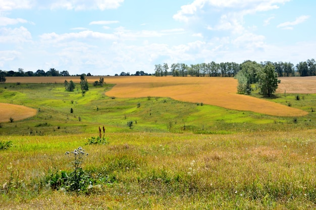 tierras de cultivo con colinas verdes y campos de trigo en un día soleado con cielo azul y nubes