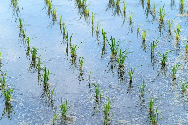 Tierras de cultivo llenas de agua y cultivos