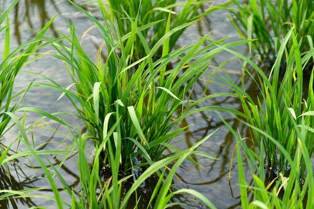 Tierras de cultivo llenas de agua y cultivos