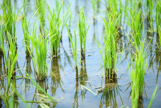 Tierras de cultivo llenas de agua y cultivos