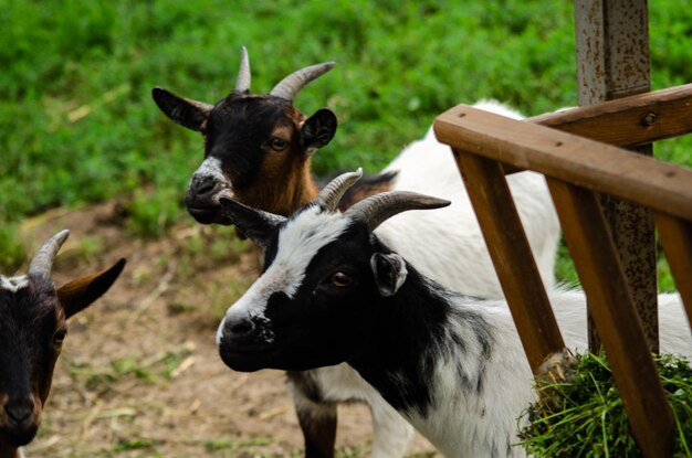 Foto tierreise abend ziegenzoo