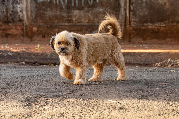 Tiersäugetier Hund verlassen