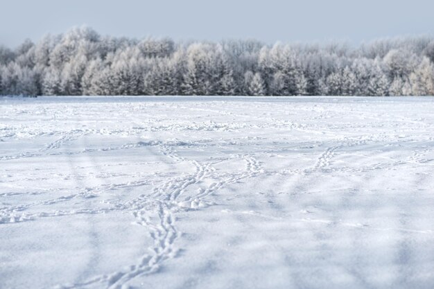 Foto tierspuren auf schneebedeckten feldern