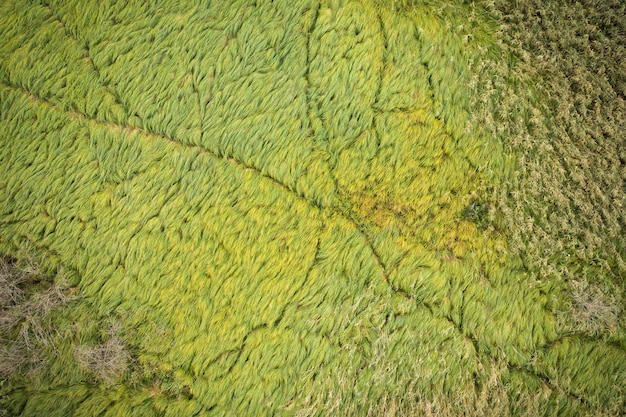 Tierspuren durch dichtes grünes Gras und Schilfvegetation in Feuchtgebieten